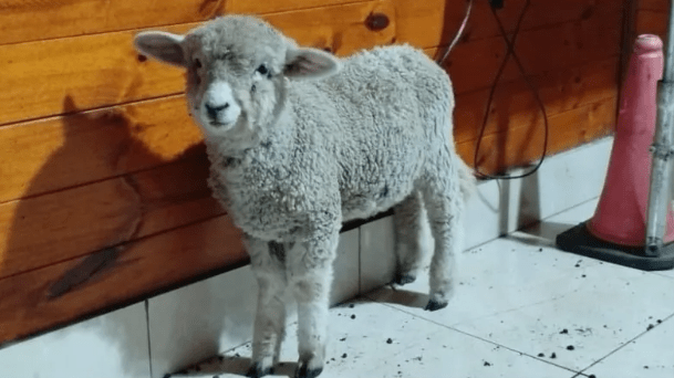 Un hombre baleó a ladrones que intentaron robarle las ovejas