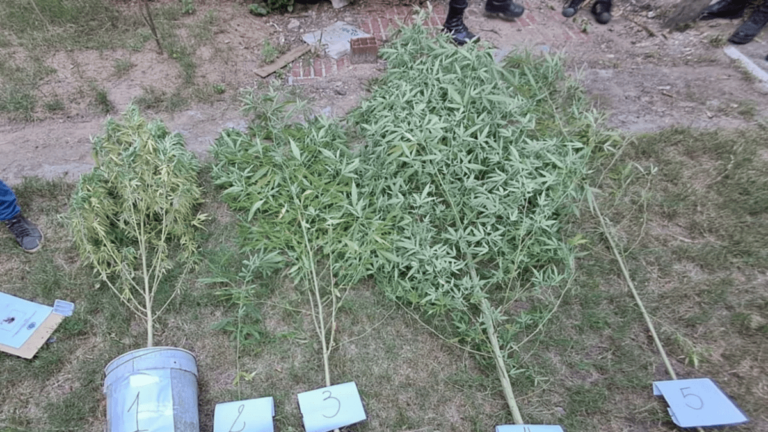 Incautaron plantas de marihuana y detuvieron a un joven por agredir a su padre