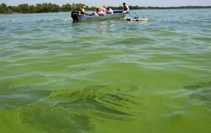Cianobacterias: el río Uruguay se tiñe de verde