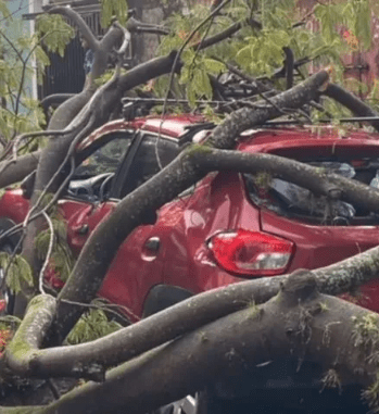 Una tormenta sorpresiva derribó un árbol y destruyó vehículos en Corrientes