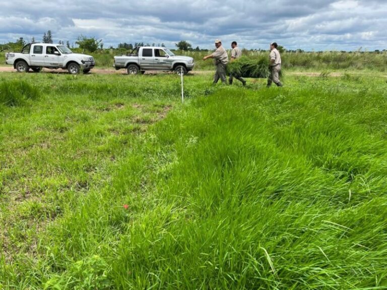 Primeras dos líneas de pasto con nombres guaraníes