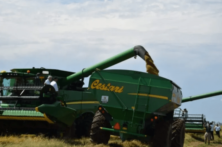 Corrientes apunta a las 800 mil toneladas de producción de arroz