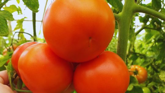 Investigación y desarrollo en el desafío por recuperar el sabor del tomate