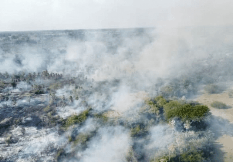 Más de 200 mil hectáreas quemadas en Corrientes: cuáles fueron las zonas más afectadas