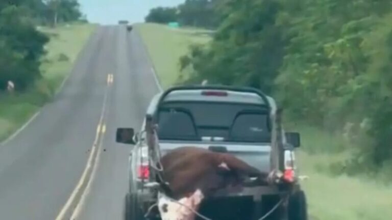 Un hombre fue demorado por transportar una vaca muerta por la Ruta 12