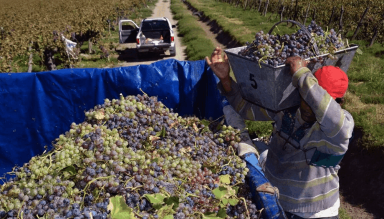 La cosecha de uvas en 2025 fue la más alta en 4 años.