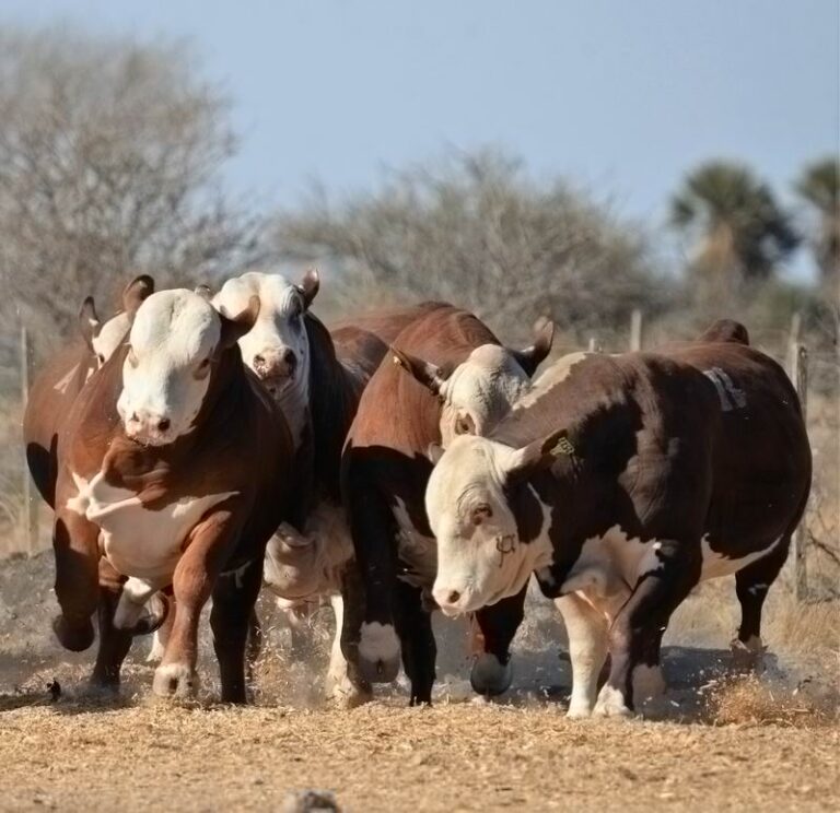 Corrientes, una vidriera de la mejor genética bovina y equina del país