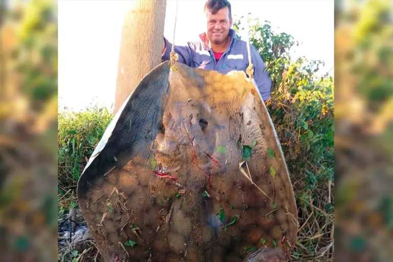 Dos pescadores capturaron una imponente raya de más de 150 kilos tras cinco horas de lucha