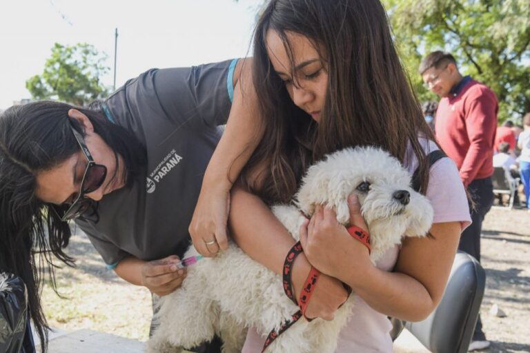 Día del Animal en Paraná: actividades para promover el cuidado responsable