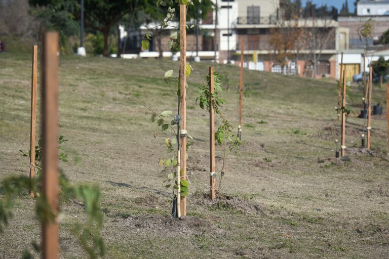 Humanidades colabora con plan de arbolado