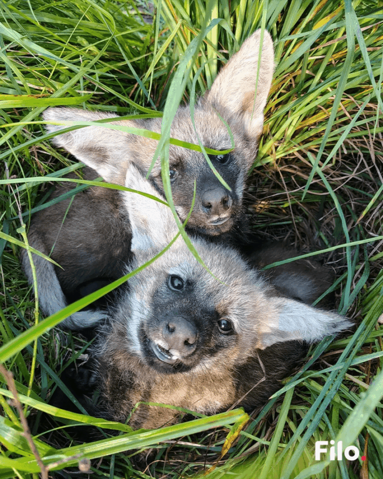 Dos cachorros de aguará guazú se preparan para volver a la naturaleza